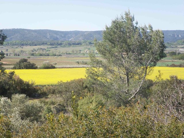 mustard
