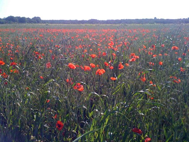 poppies