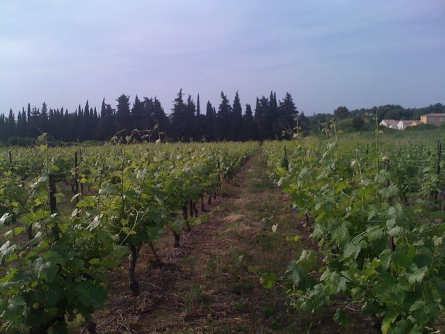 vineyard